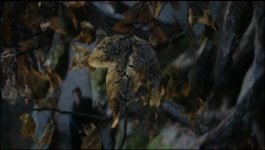 The Lord of the Rings The Rings of Power (Hindi) - Season 01 Episode 05